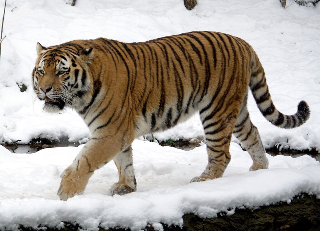 Tigre Siberiana