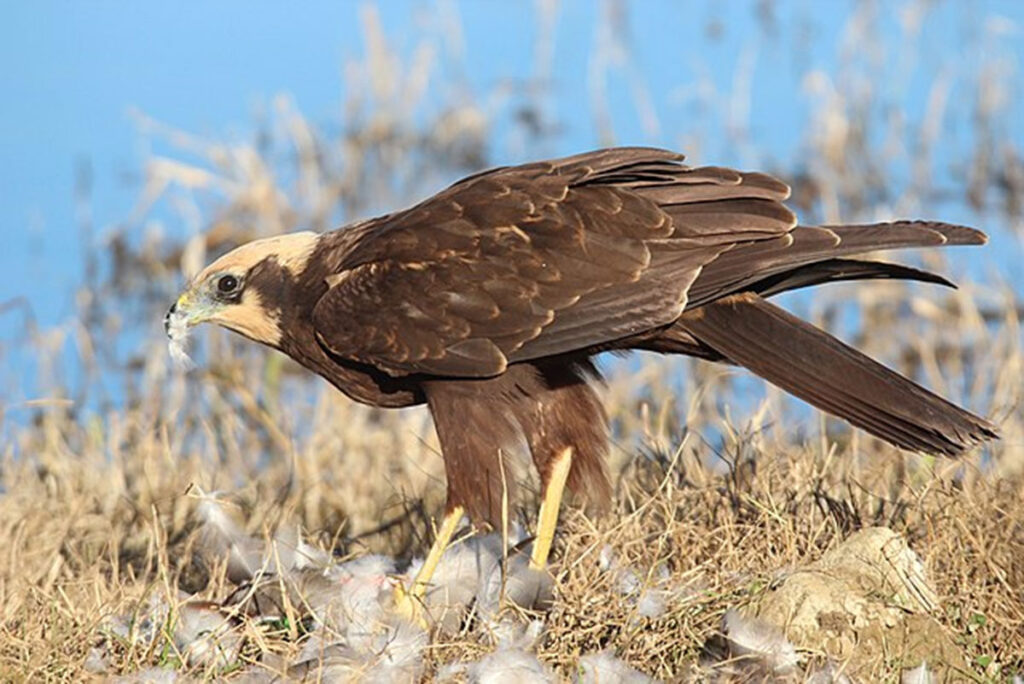 Falco di palude