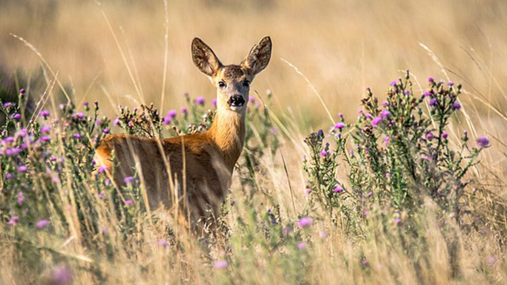 capriolo